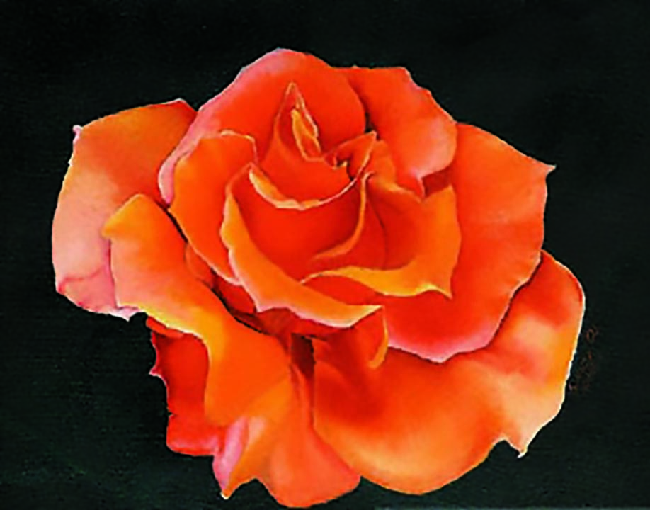 Red Rose
